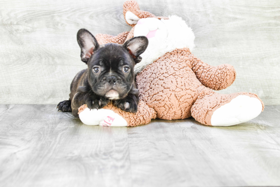 Happy Frenchie Purebred Puppy