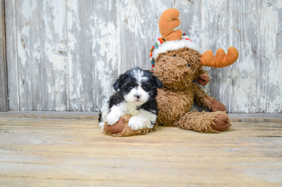 Best Morkie Baby