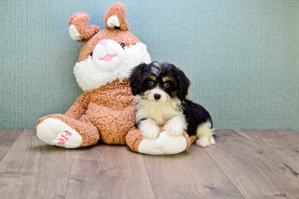 Hypoallergenic Cavalier Designer Puppy