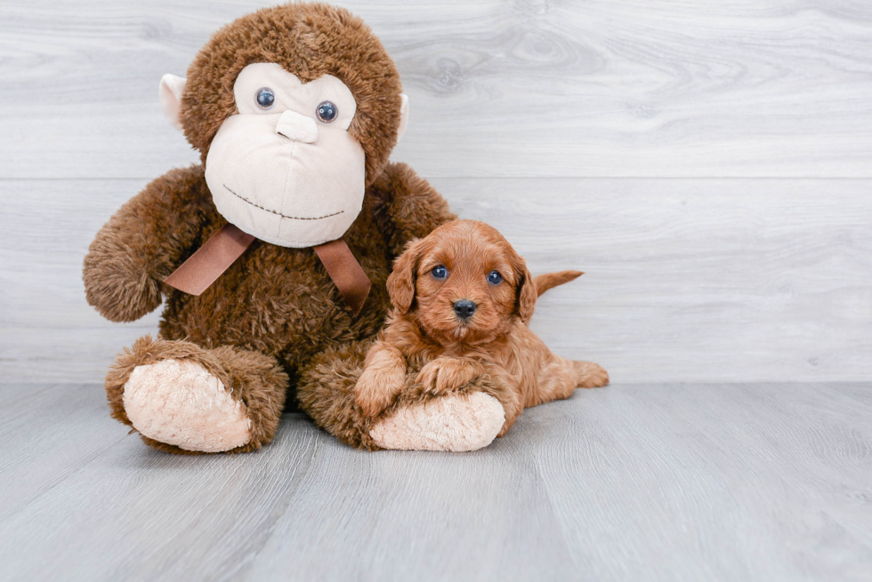 Funny Cavapoo Poodle Mix Pup