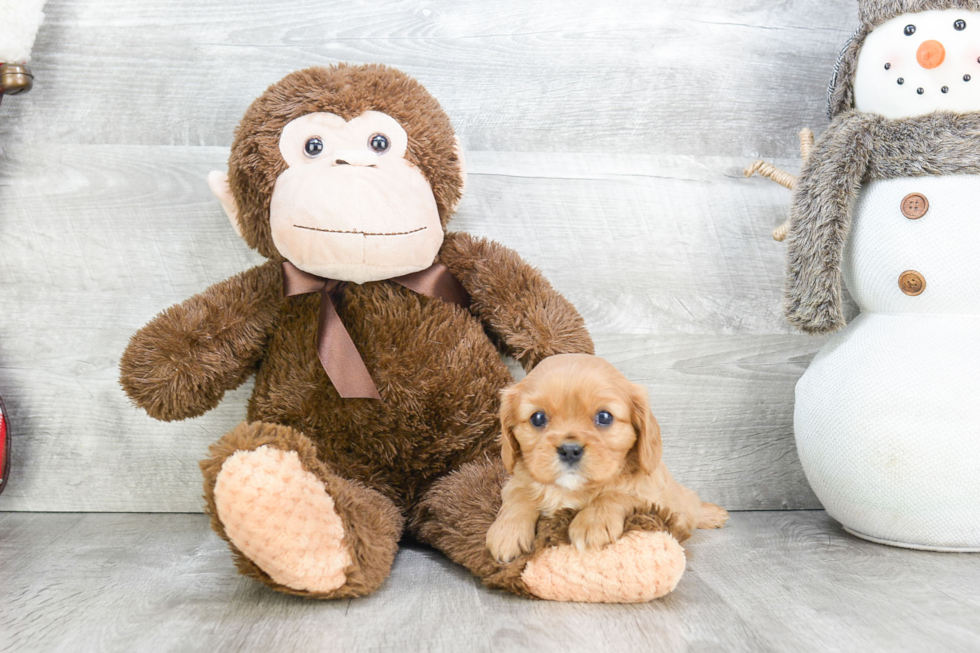 Playful Cavalier King Charles Spaniel Purebred Pup