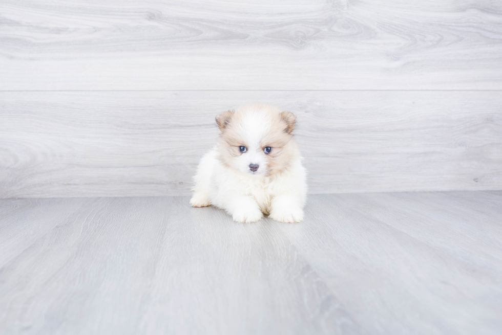 Pomeranian Puppy for Adoption