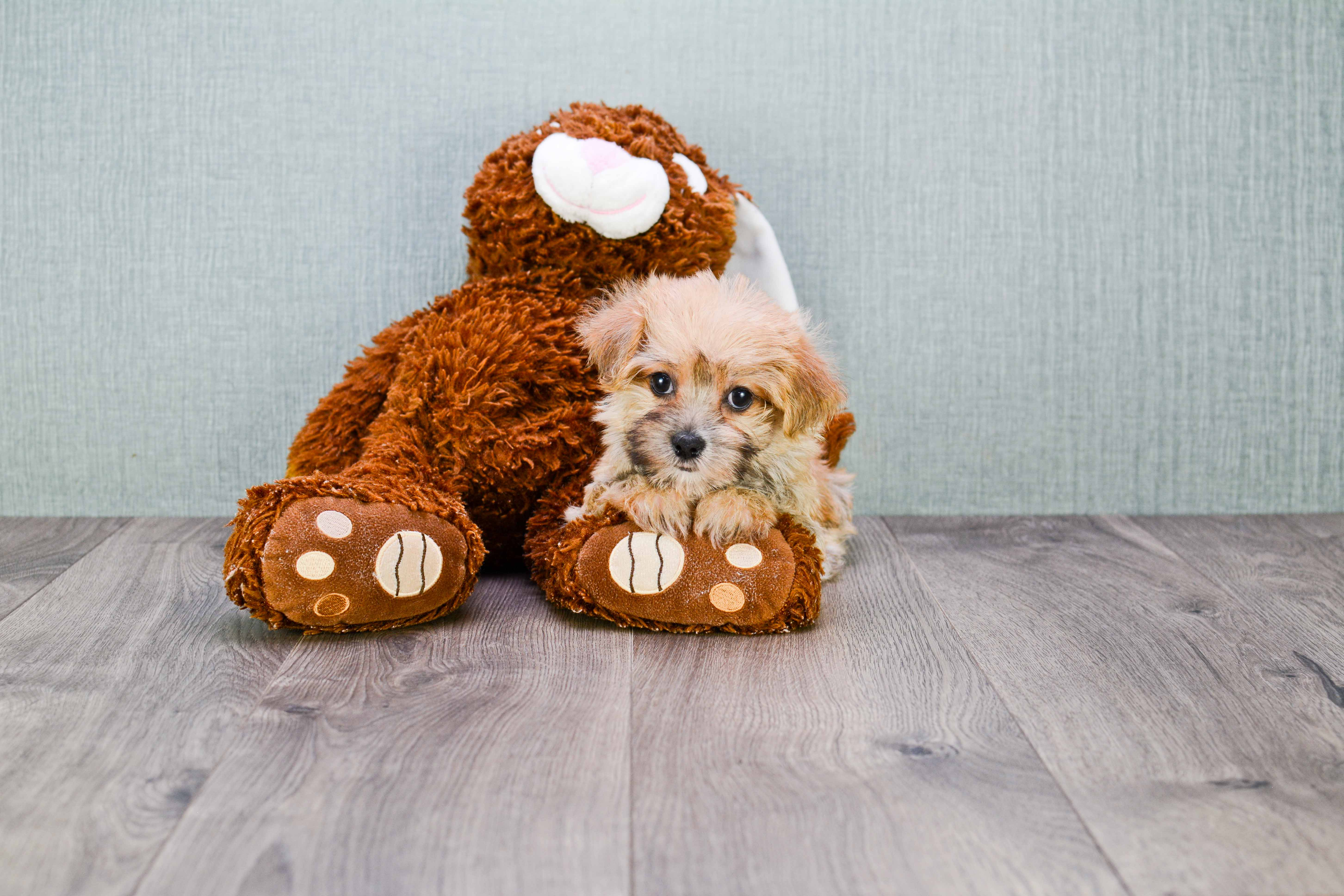 Best Morkie Baby