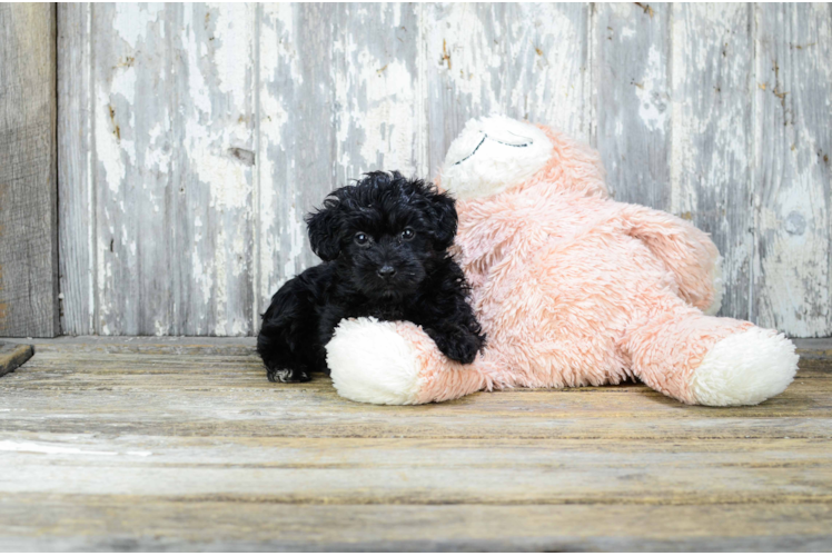 Energetic Yorkie Doodle Poodle Mix Puppy