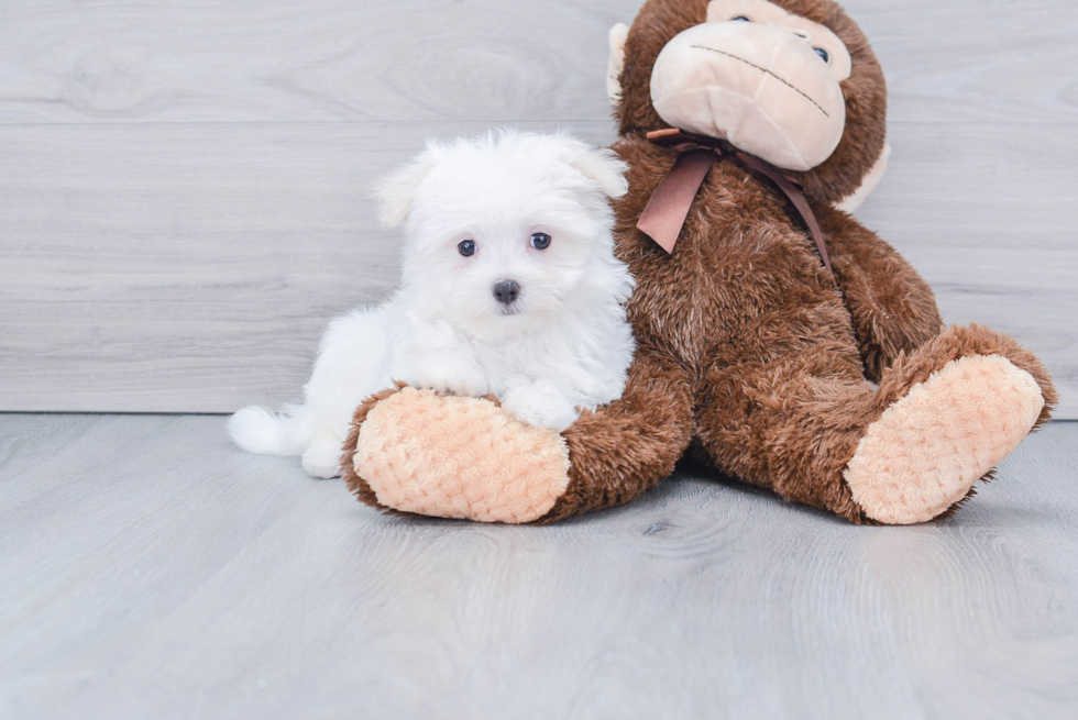 Cute Maltese Purebred Puppy