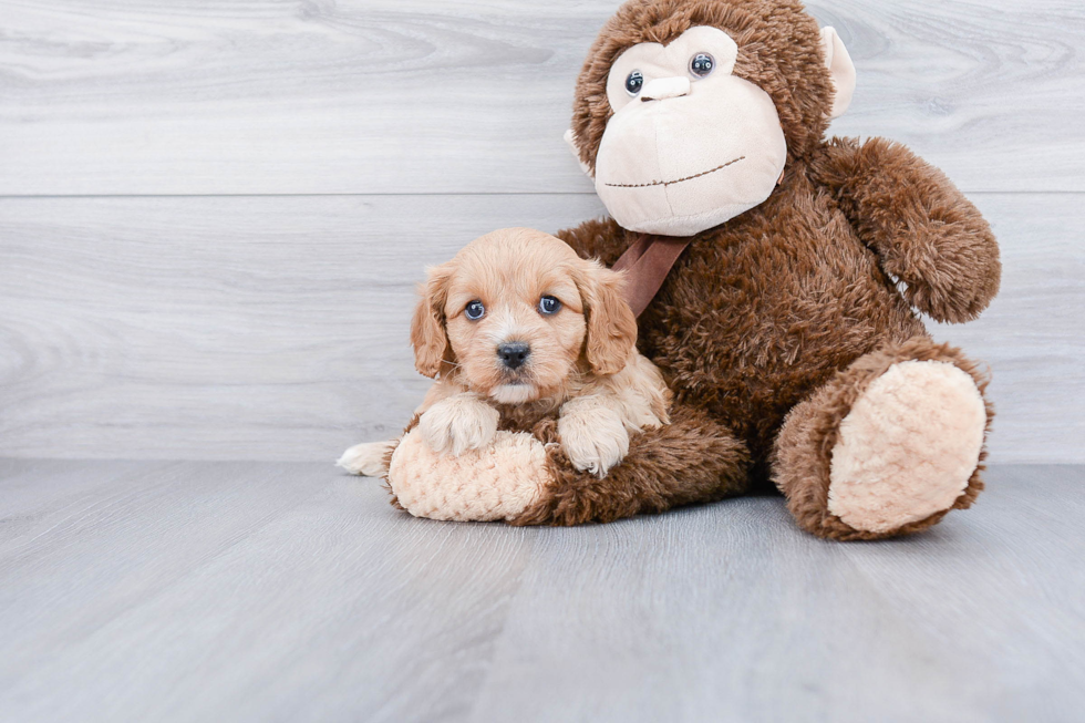 Happy Cavapoo Baby