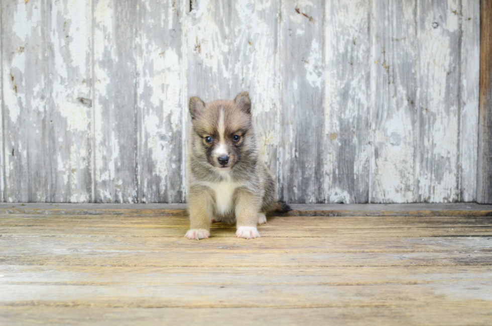 Adorable Mini Husky Designer Puppy