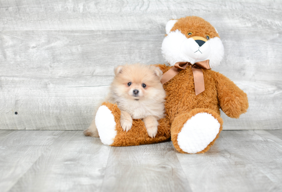 Pomeranian Puppy for Adoption