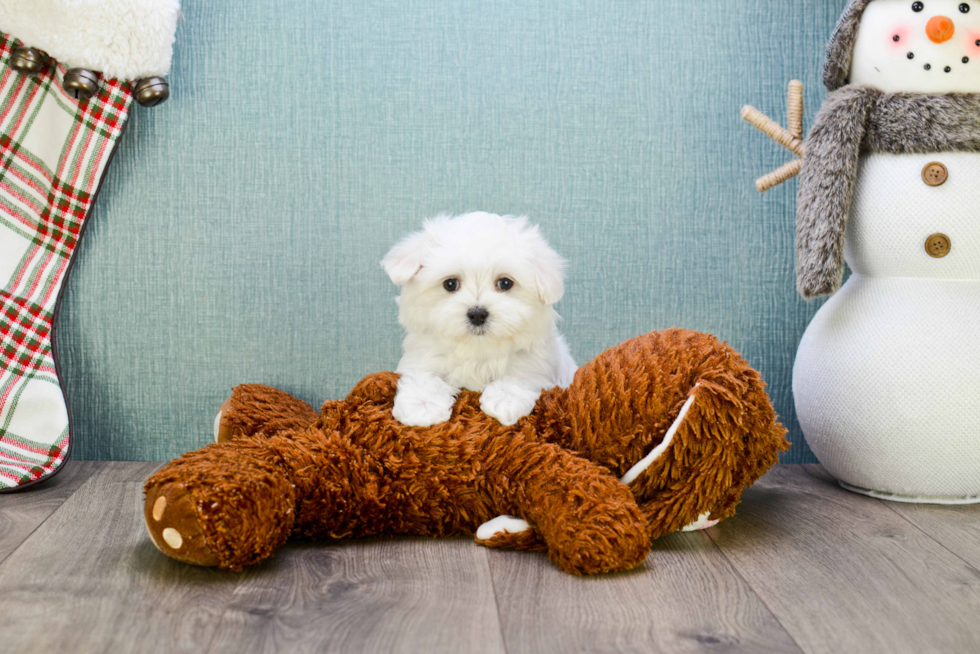 Maltese Pup Being Cute