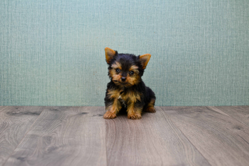 Meet Bam Bam  - our Yorkshire Terrier Puppy Photo 