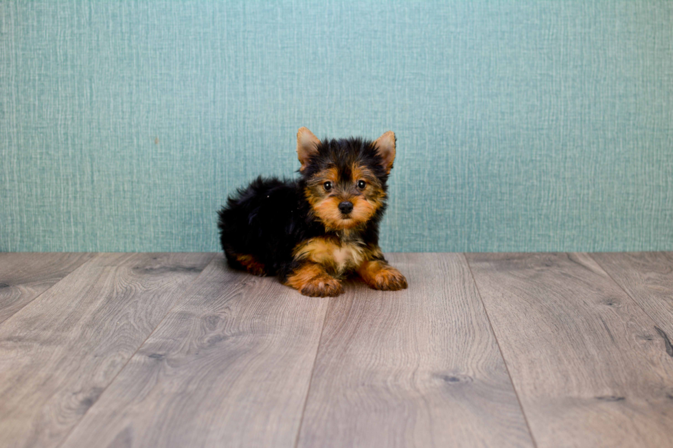 Meet Tinkerbell - our Yorkshire Terrier Puppy Photo 