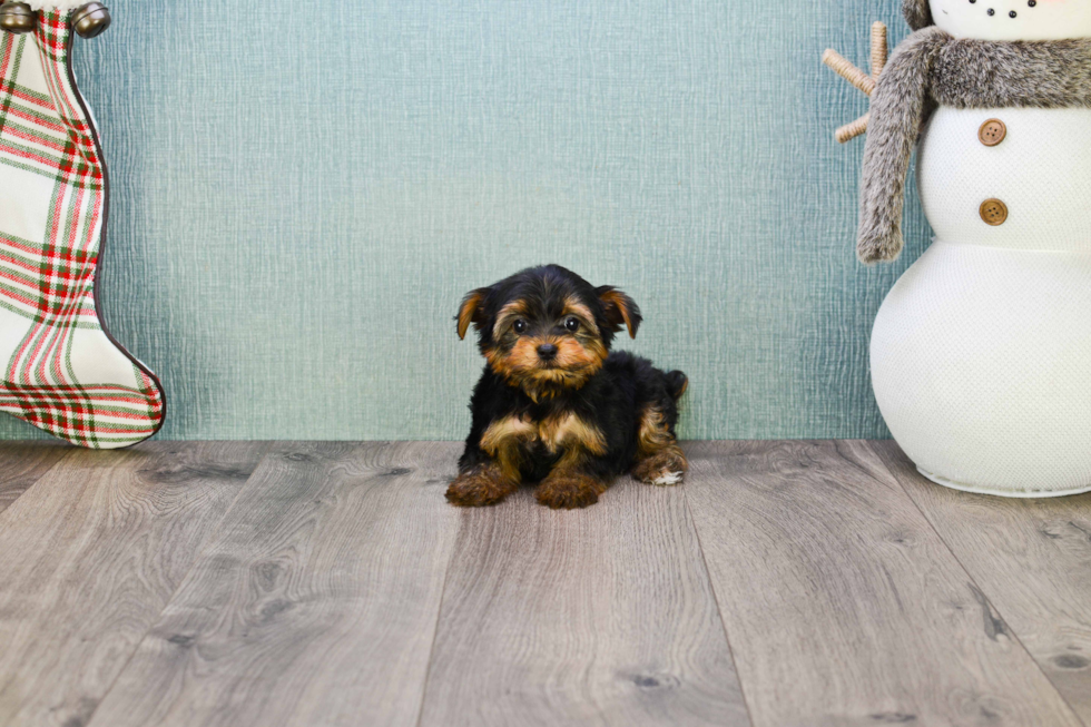 Meet Bella - our Yorkshire Terrier Puppy Photo 