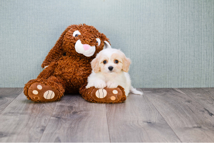 Cavachon Puppy for Adoption