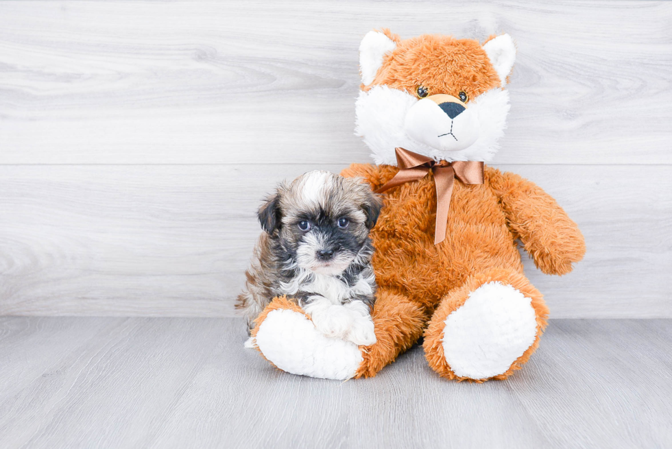 Cute Havanese Purebred Puppy