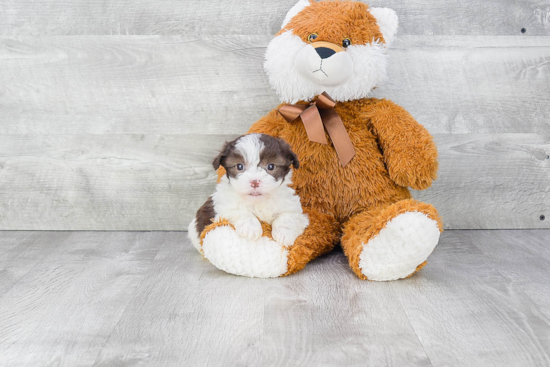 Havanese Pup Being Cute