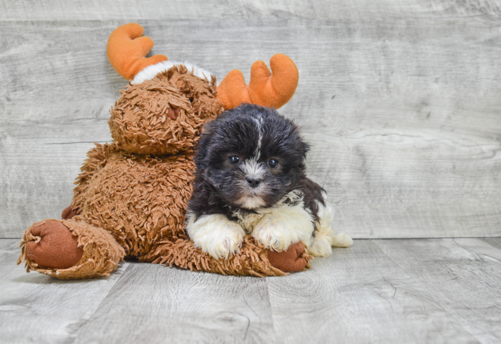 Teddy Bear Pup Being Cute