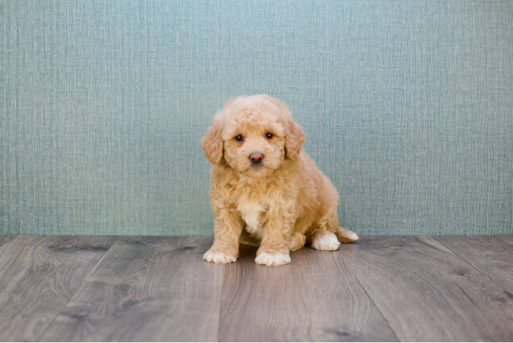 Mini Goldendoodle Pup Being Cute