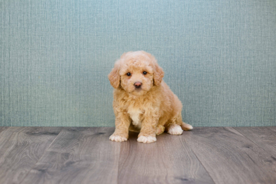 Mini Goldendoodle Pup Being Cute