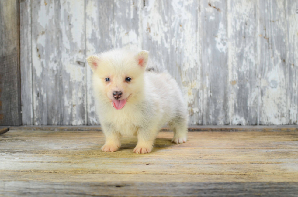 Petite Pomsky Designer Pup