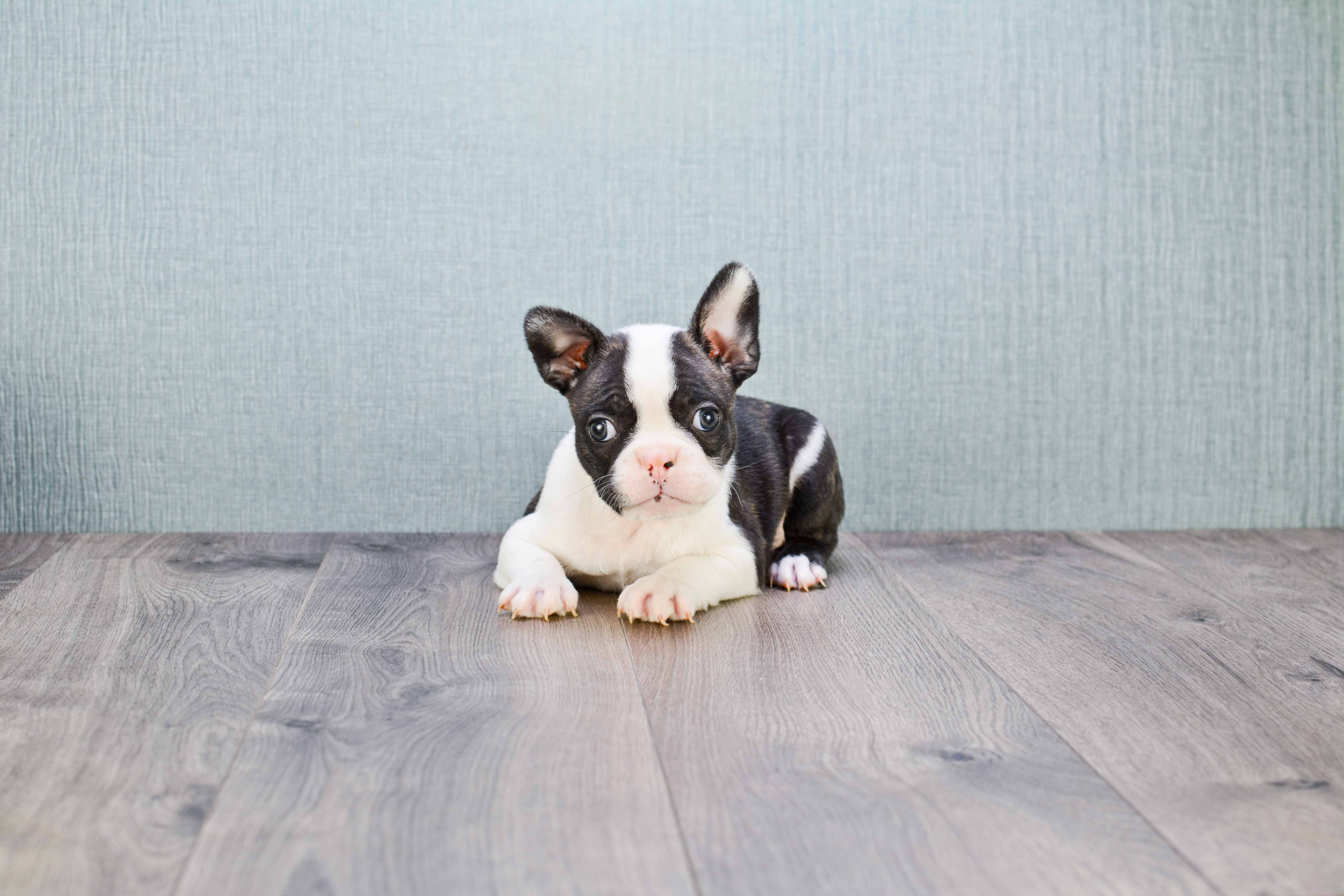 Best French Bulldog Baby