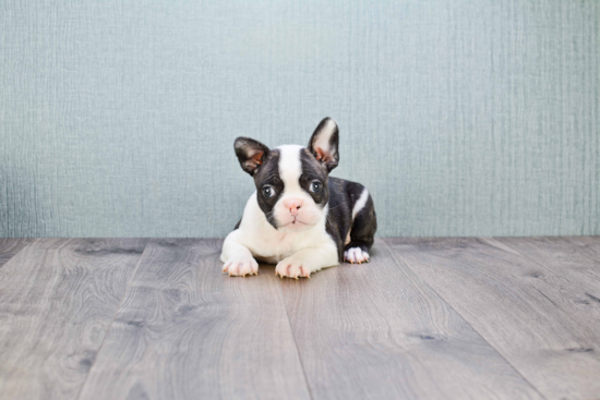 Best French Bulldog Baby