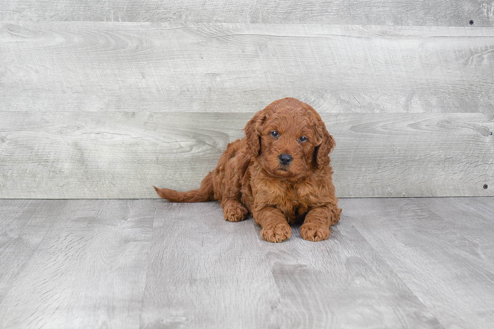 Funny Mini Goldendoodle Poodle Mix Pup