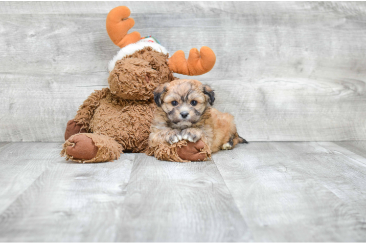 Teddy Bear Pup Being Cute