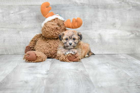 Teddy Bear Pup Being Cute