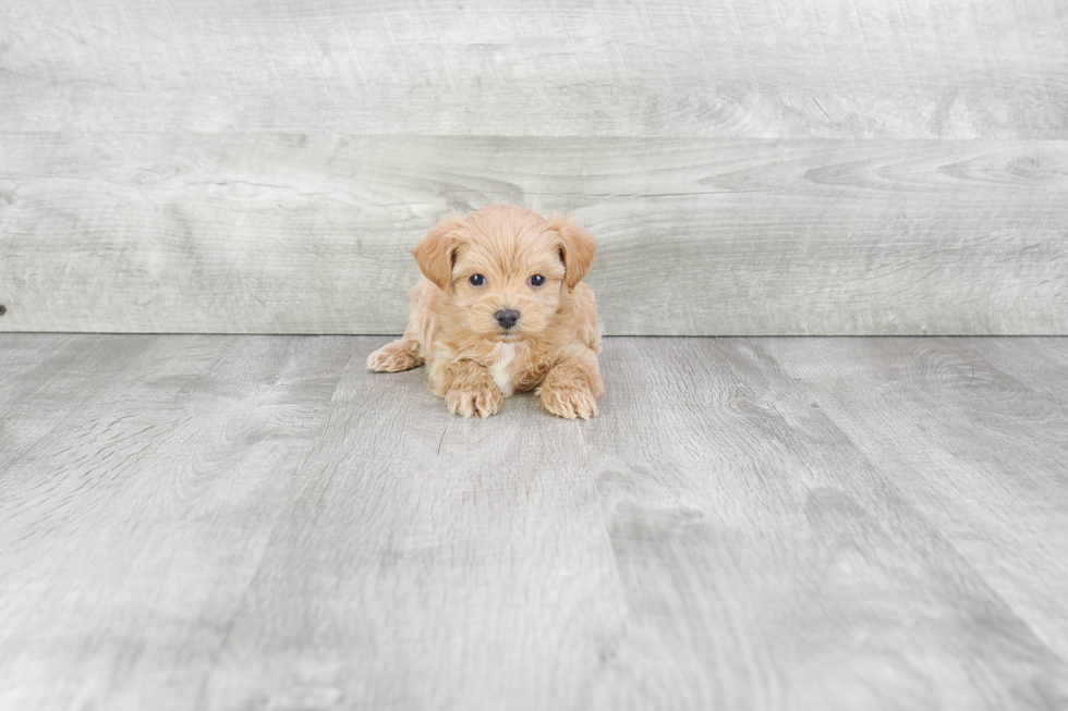 Little Maltese Poodle Poodle Mix Puppy