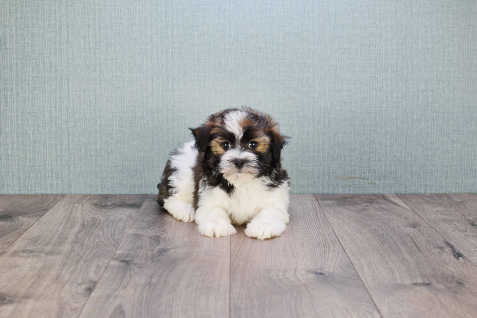 Petite Havanese Purebred Puppy