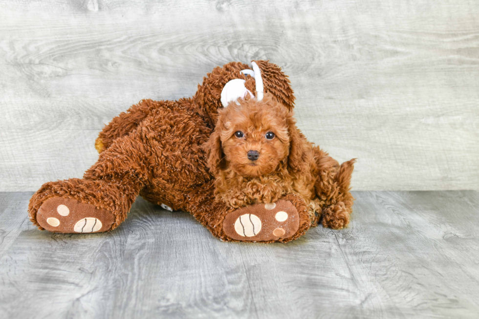 Fluffy Cavapoo Poodle Mix Pup