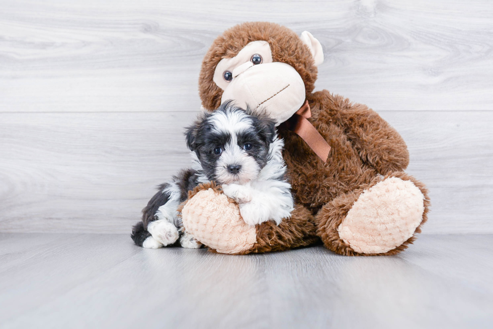 Hypoallergenic Havanese Purebred Pup