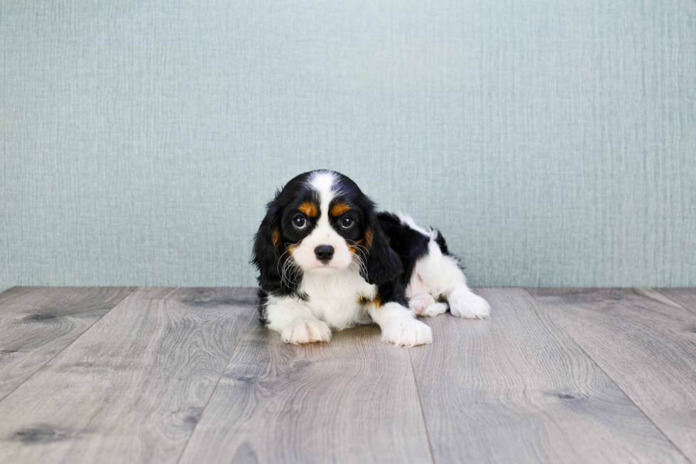 Akc Registered Cavalier King Charles Spaniel Baby