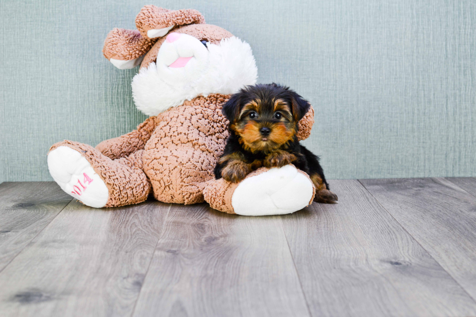 Meet Goldie - our Yorkshire Terrier Puppy Photo 