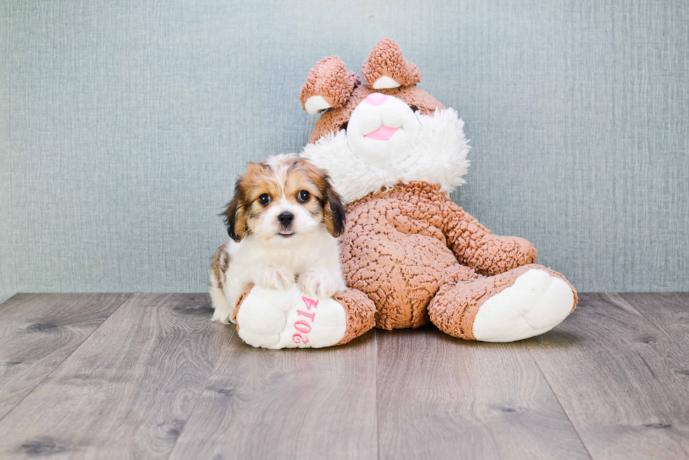 Cavachon Pup Being Cute