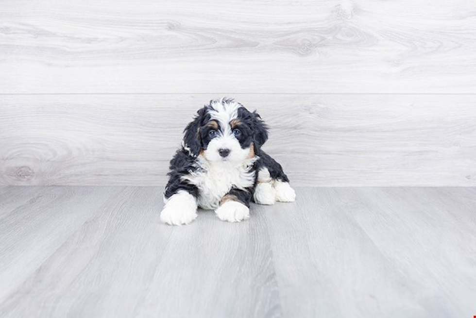 Petite Mini Bernedoodle Poodle Mix Pup