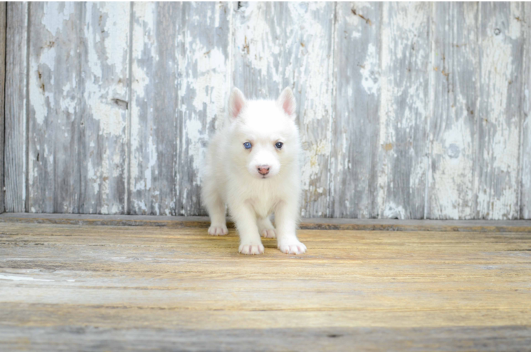 Best Pomsky Baby