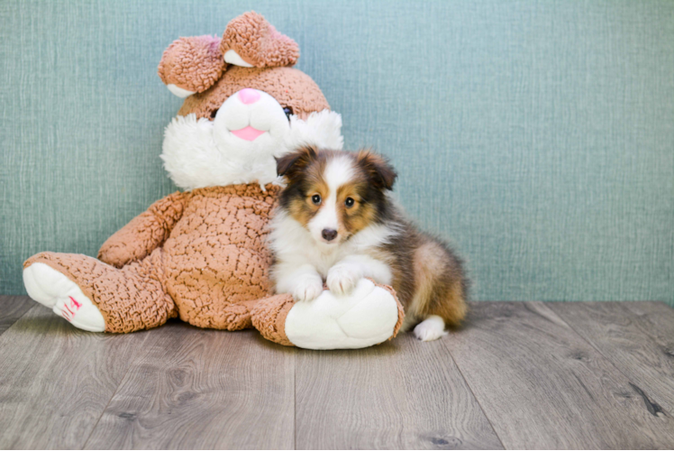 Cute Sheltie Baby