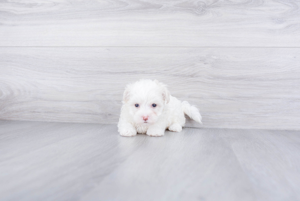 Best Maltipoo Baby