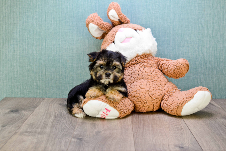 Friendly Morkie Baby