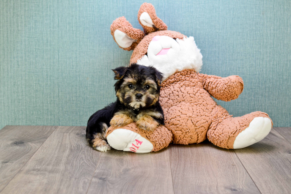 Friendly Morkie Baby