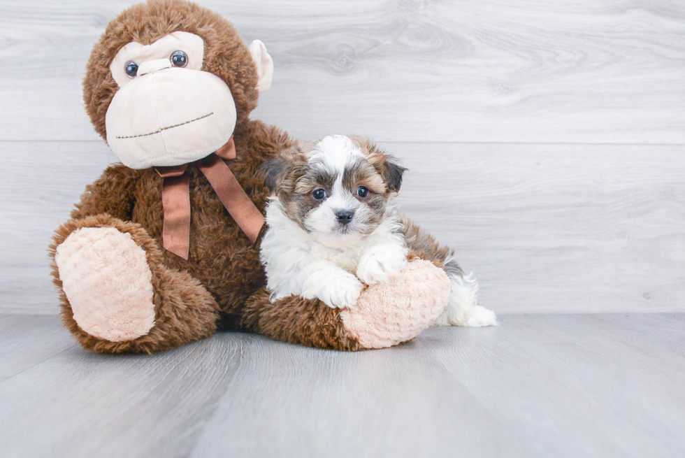 Popular Teddy Bear Designer Pup