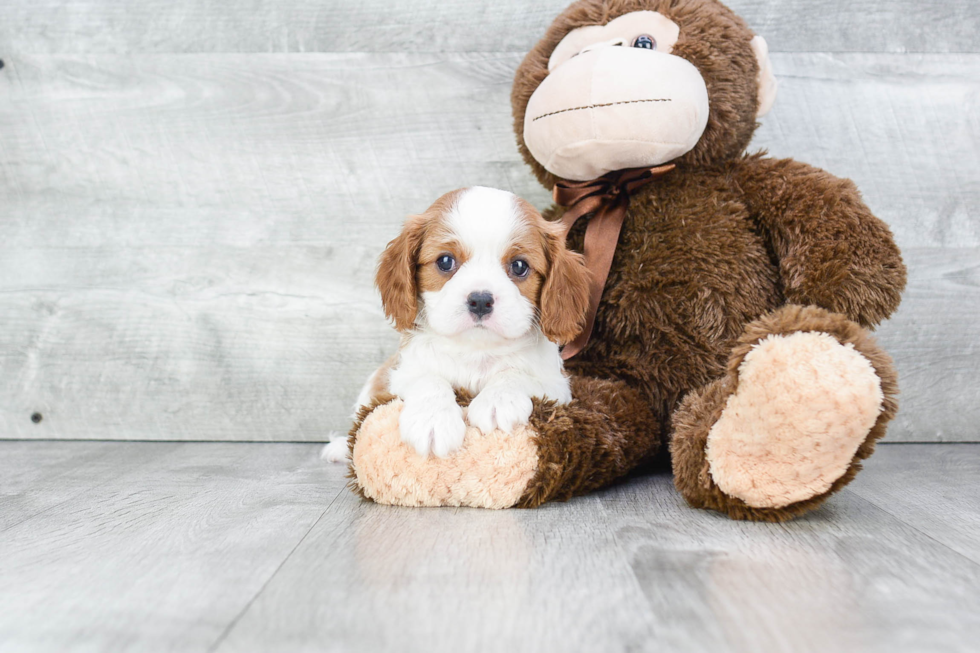 Cavalier King Charles Spaniel Pup Being Cute