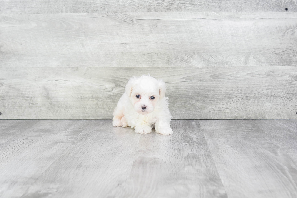 Maltipoo Pup Being Cute