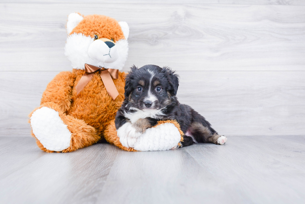 Mini Aussiedoodle Puppy for Adoption