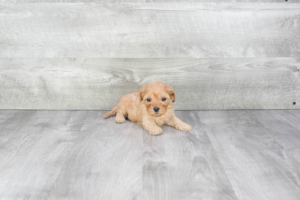 Cavapoo Puppy for Adoption