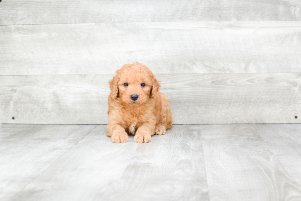 Mini Goldendoodle Puppy for Adoption