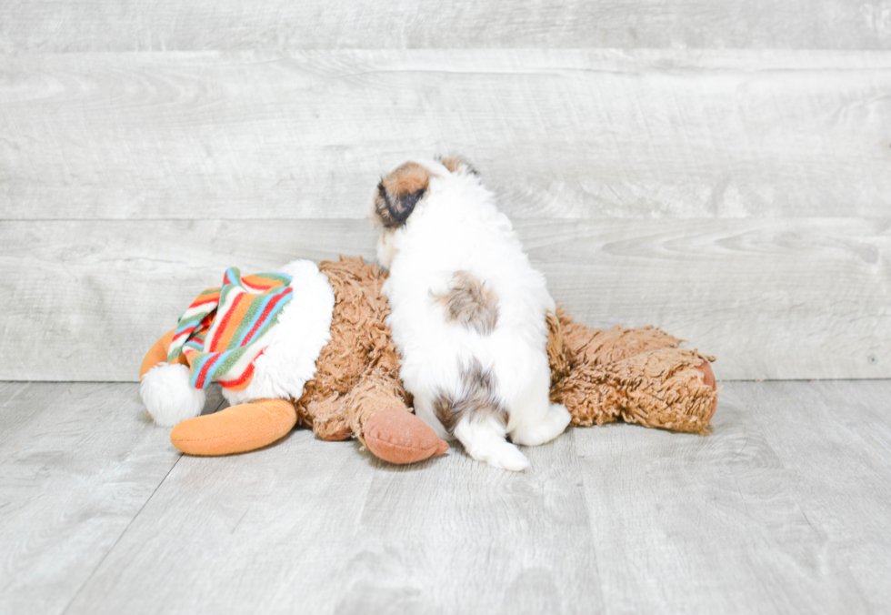 Teddy Bear Pup Being Cute