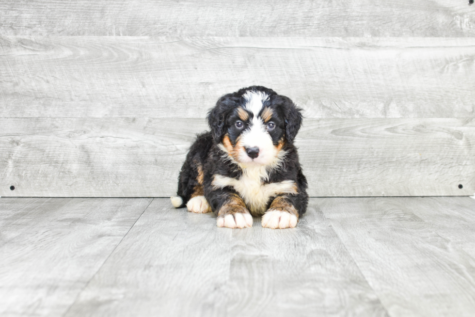 Petite Mini Bernedoodle Poodle Mix Pup