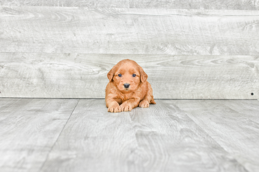 Hypoallergenic Golden Retriever Poodle Mix Puppy